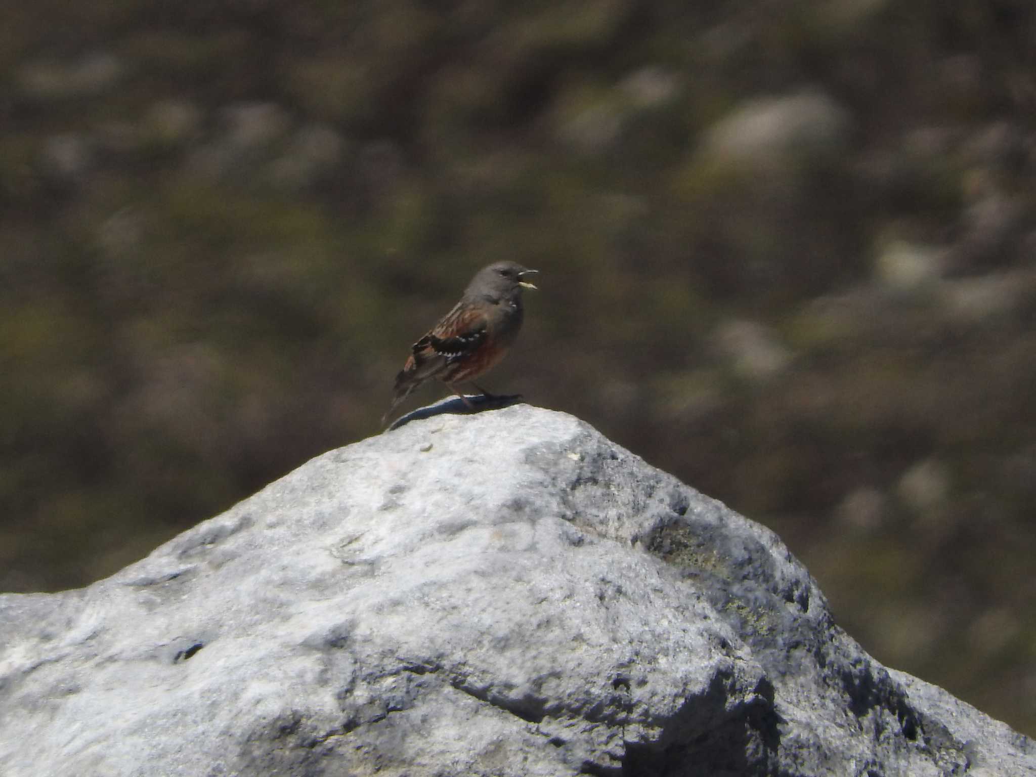 Alpine Accentor