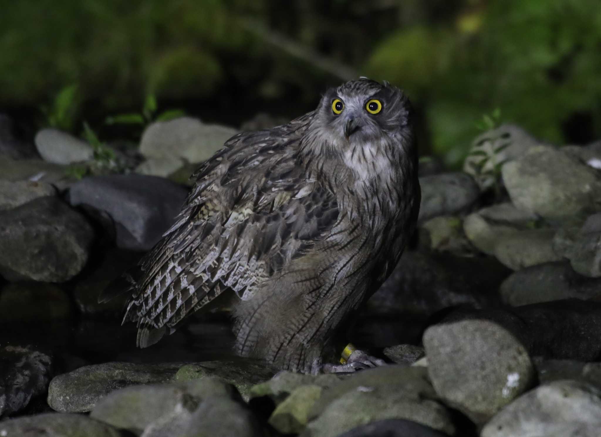 シマ7フクロウ by Hokkaido.univ