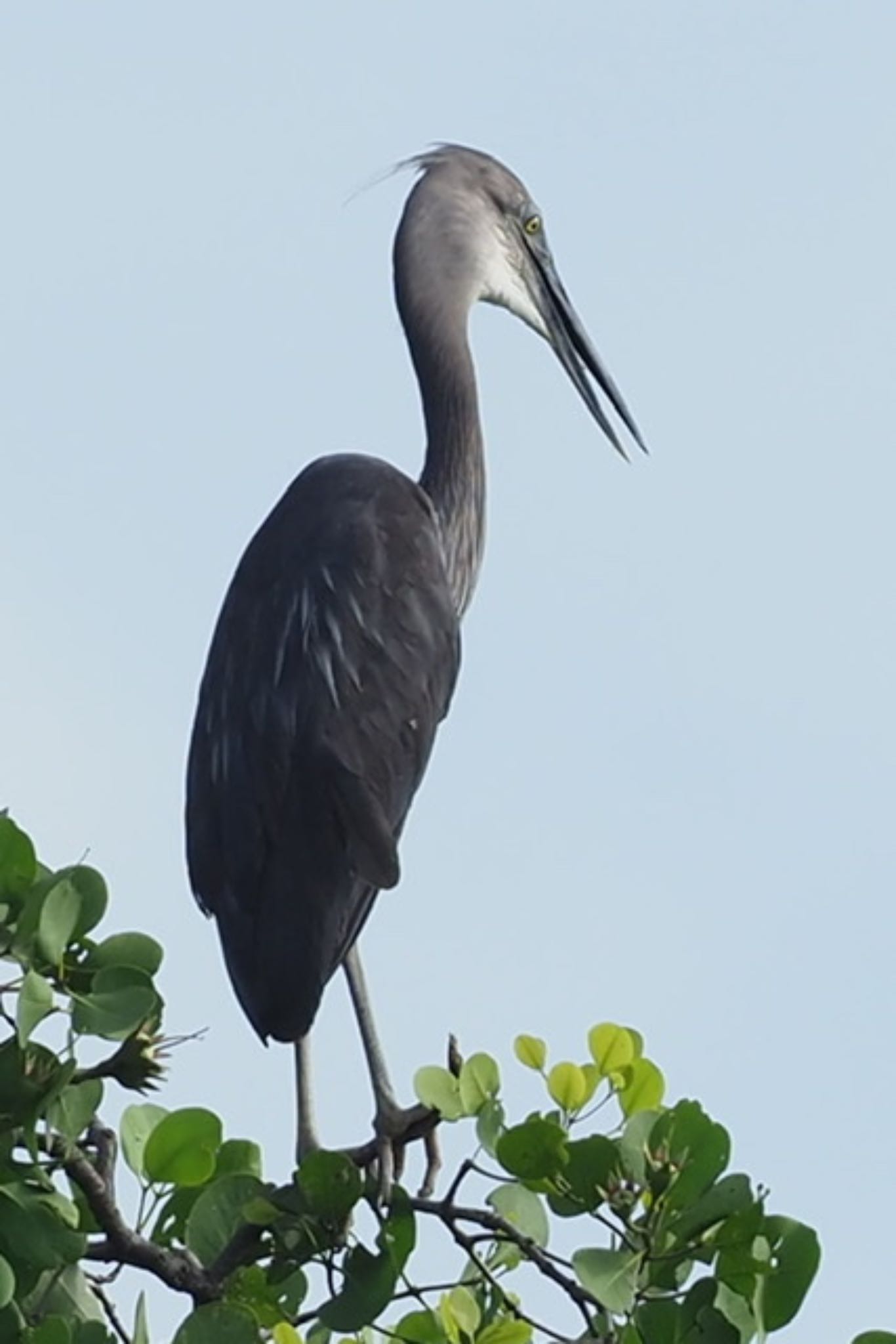 Photo of Great-billed Heron at Sungei Buloh Wetland Reserve by T K