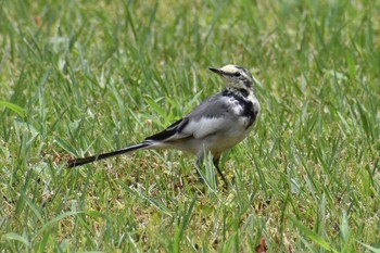 White Wagtail 宝の山ふれあいの里ネイチャーセンター Sun, 8/23/2020