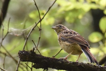 Unknown Species 宝の山ふれあいの里ネイチャーセンター Sun, 8/23/2020