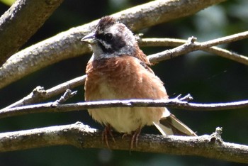 Meadow Bunting 宝の山ふれあいの里ネイチャーセンター Sun, 8/23/2020