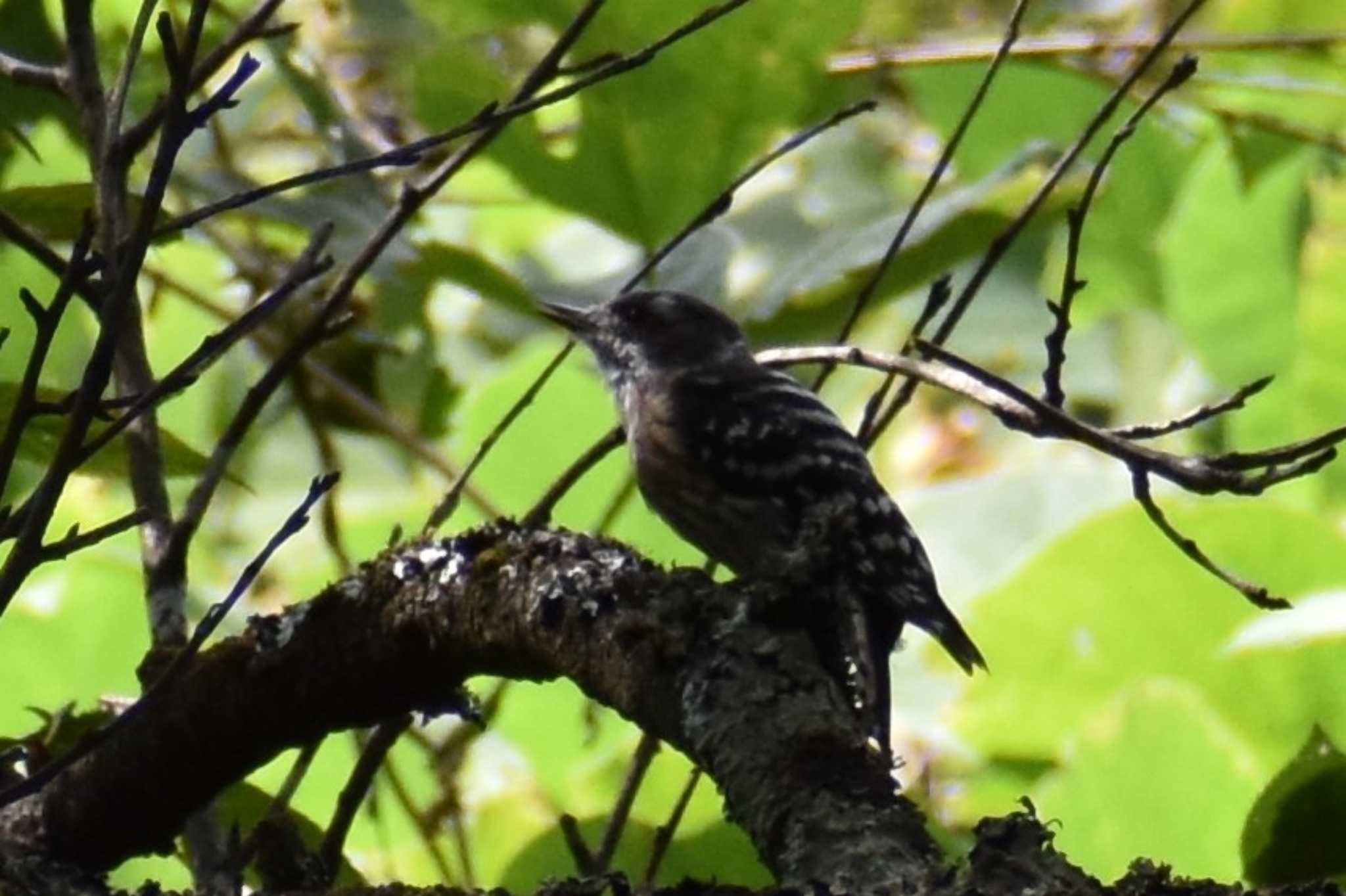 Japanese Pygmy Woodpecker