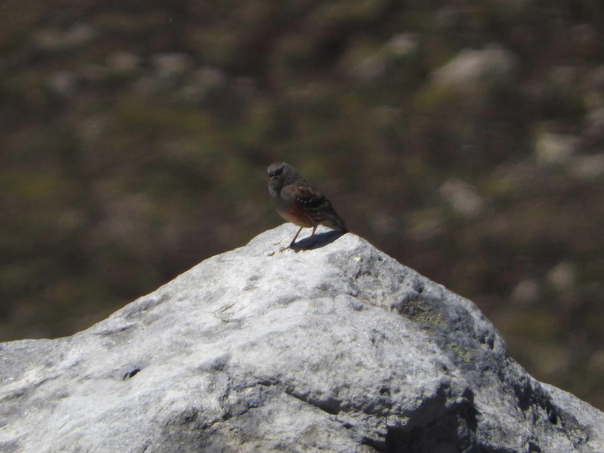 Alpine Accentor