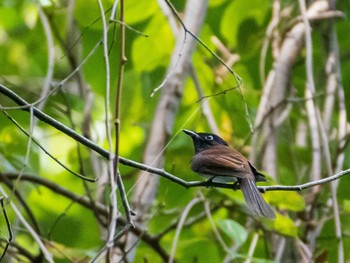 サンコウチョウ 東京大学附属植物園 2020年8月22日(土)