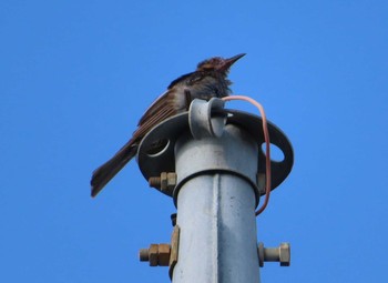 2020年8月23日(日) 境川(境橋付近)の野鳥観察記録