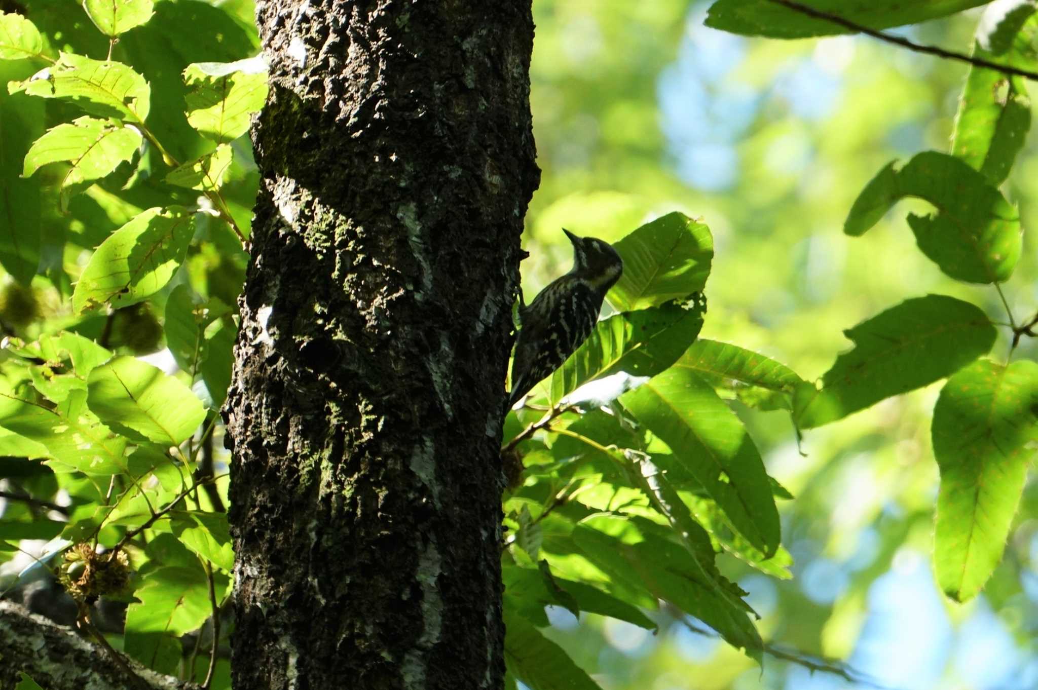 Photo of Japanese Pygmy Woodpecker at Koyaike Park by マル