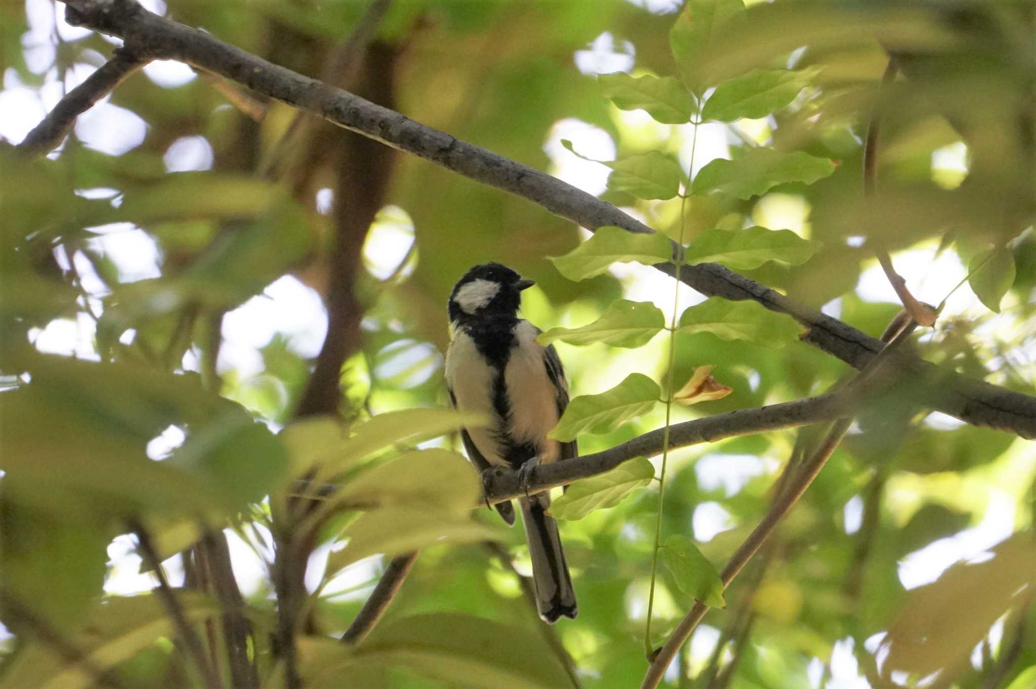 Japanese Tit