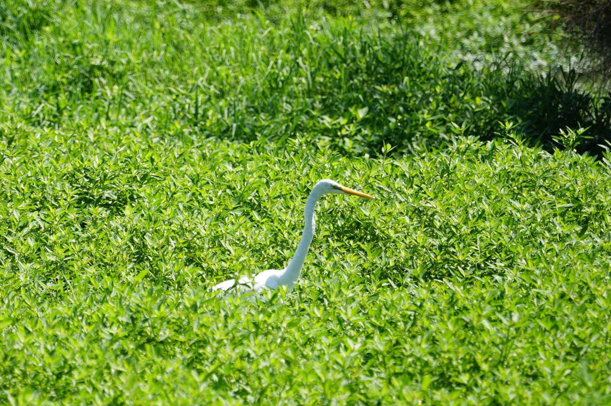 Great Egret