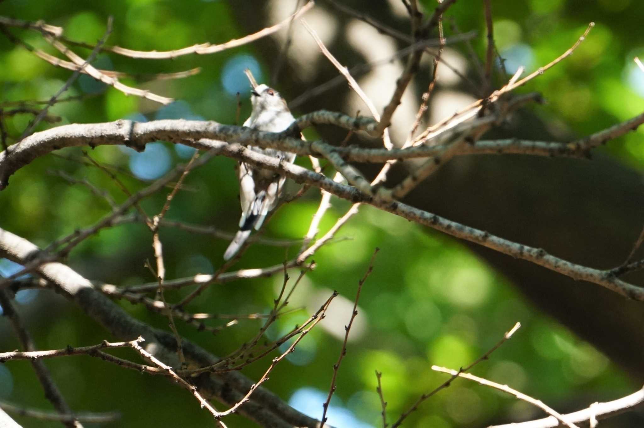 昆陽池公園 エナガの写真 by マル