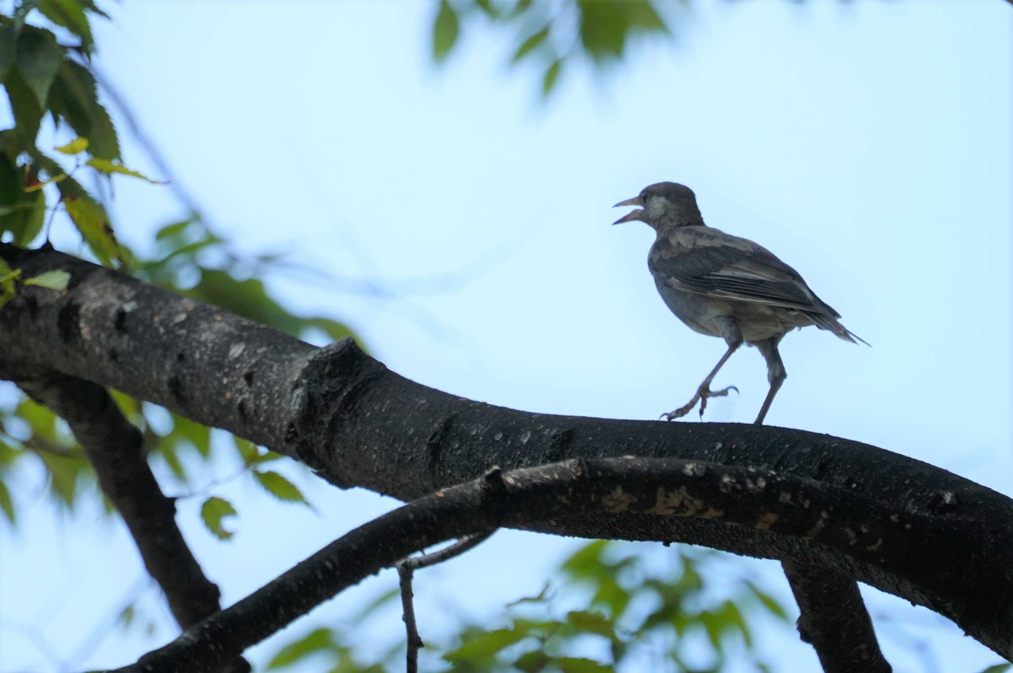 White-cheeked Starling