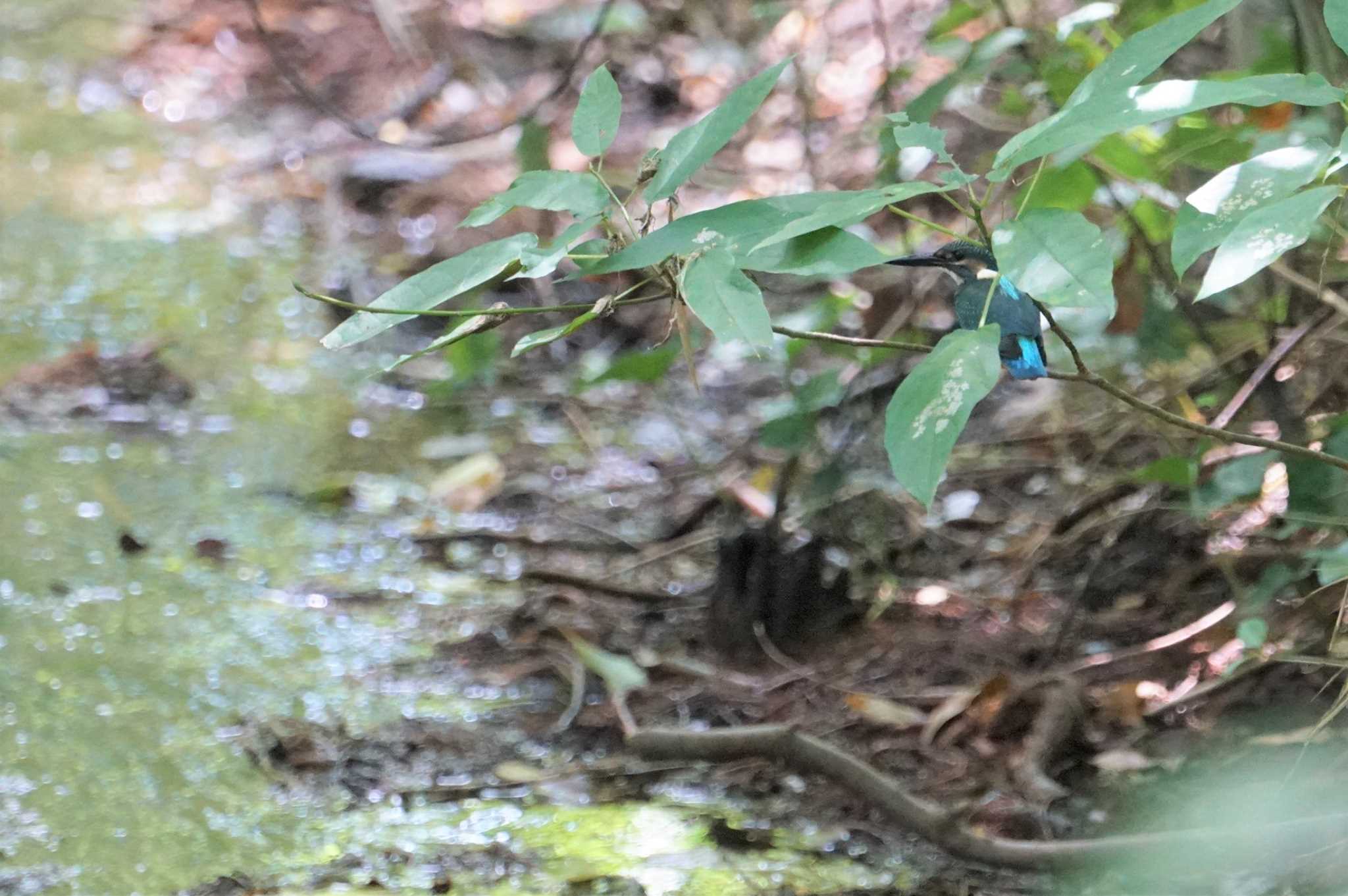 Photo of Common Kingfisher at Koyaike Park by マル