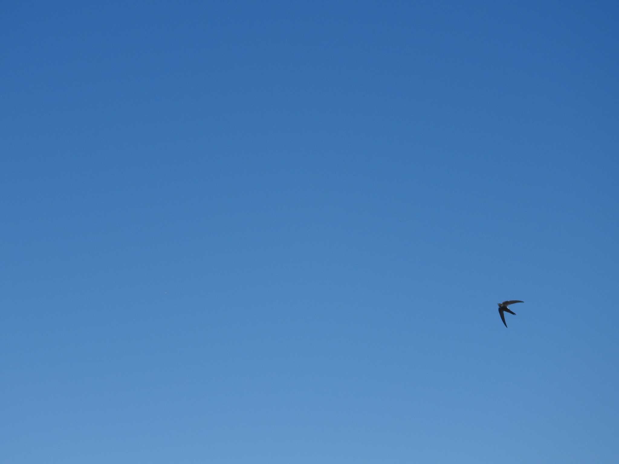 Pacific Swift