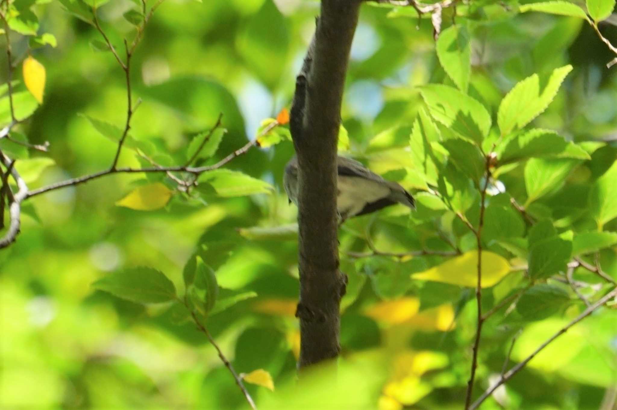 Asian Brown Flycatcher