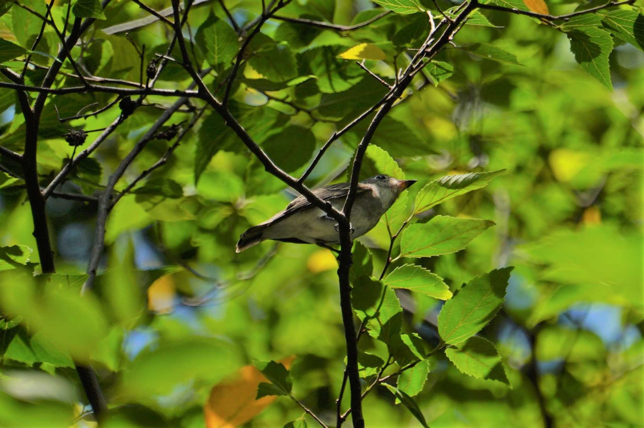 Asian Brown Flycatcher