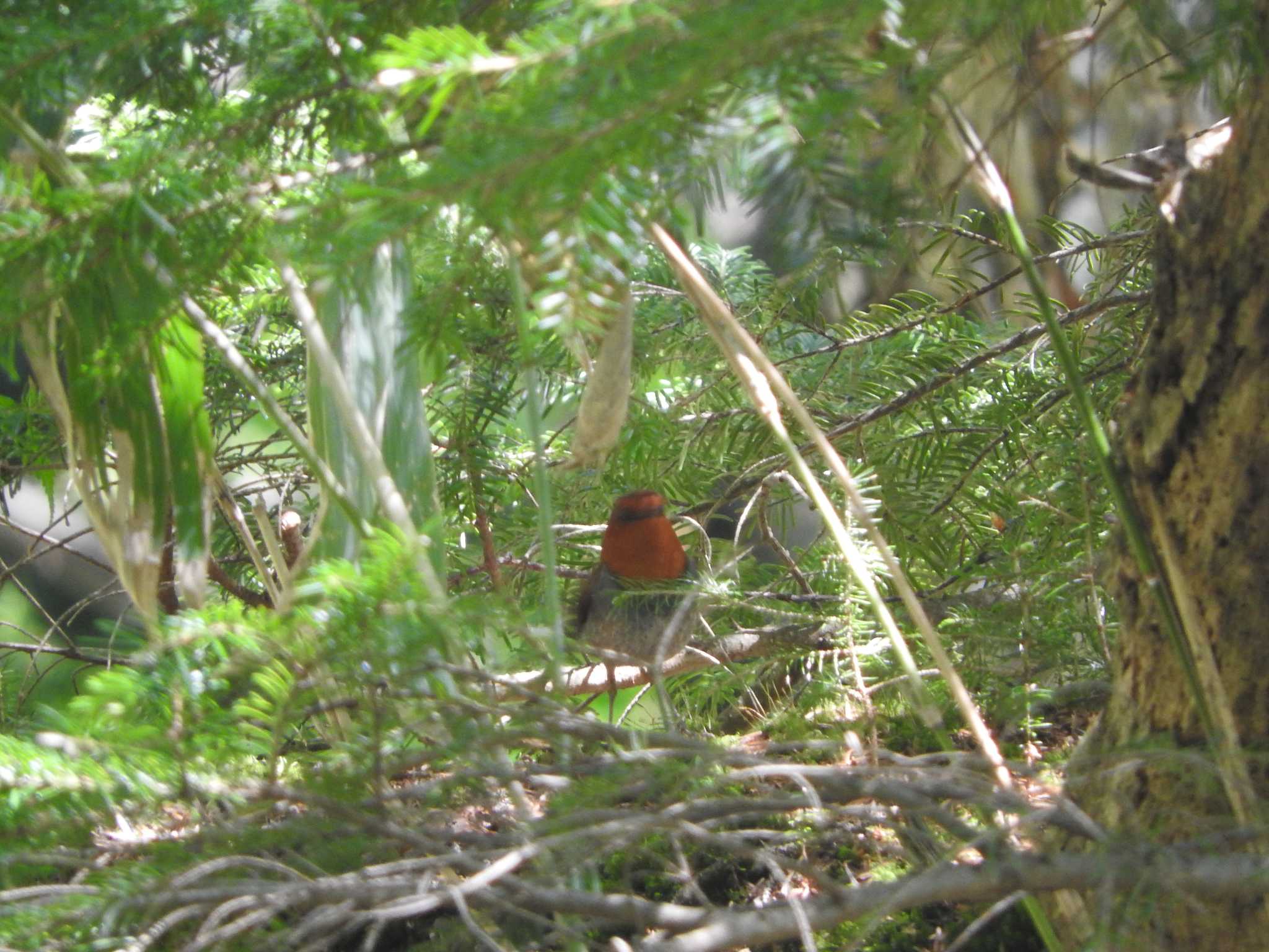 Japanese Robin