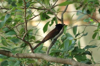 2020年8月23日(日) 大阪城公園の野鳥観察記録