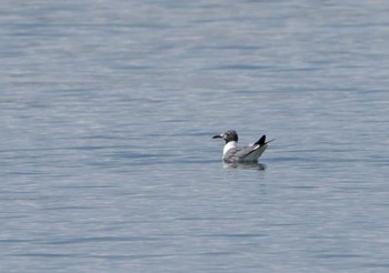 Laughing Gull Unknown Spots Sun, 8/23/2020