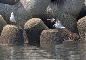 Laughing Gull Unknown Spots Sun, 8/23/2020