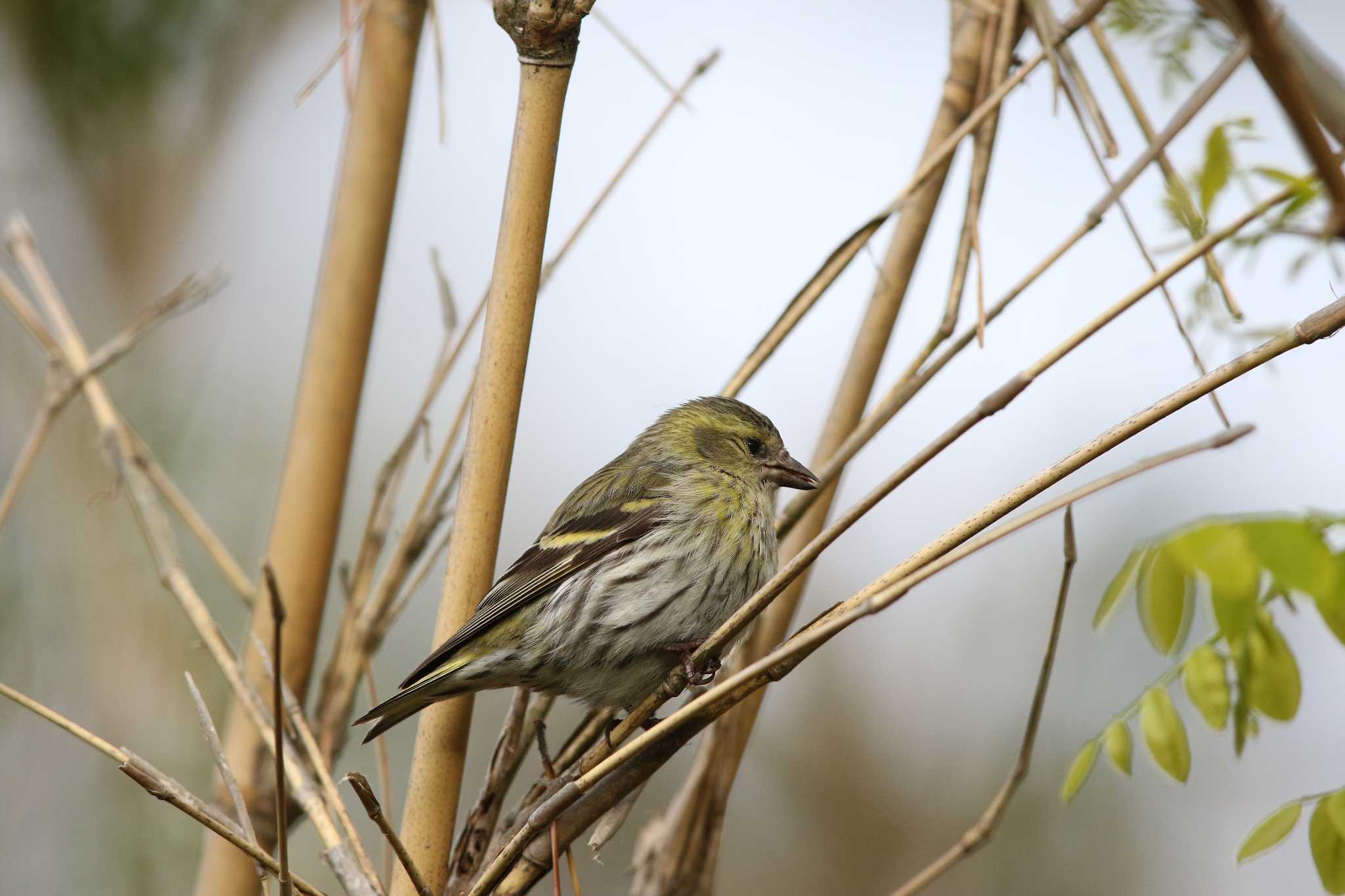 Eurasian Siskin