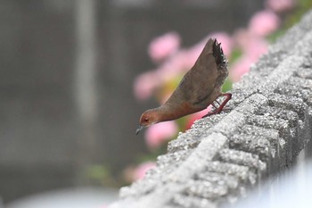 ヒクイナ 愛媛県新居浜市 2020年8月23日(日)