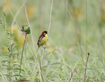 Yellow-breasted Bunting サロベツ湿原センター Thu, 7/23/2020