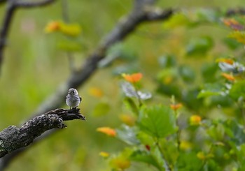 Dark-sided Flycatcher Senjogahara Marshland Sun, 8/16/2020