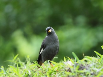 Javan Myna Pearl’s Hill City Park / Singapore Sun, 8/23/2020