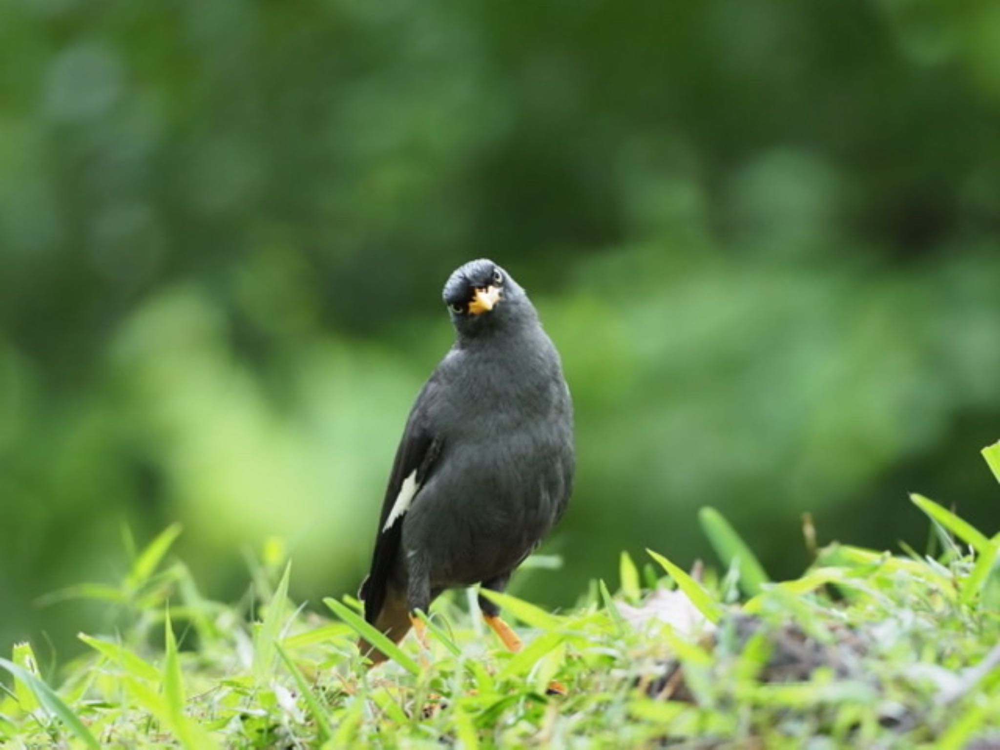 Photo of Javan Myna at Pearl’s Hill City Park / Singapore by T K