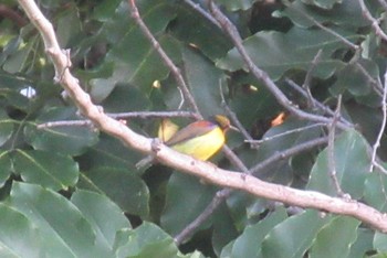 Brown-throated Sunbird Pattaya Mon, 8/24/2020