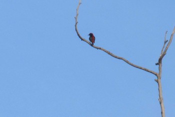 Scarlet-backed Flowerpecker Pattaya Mon, 8/24/2020