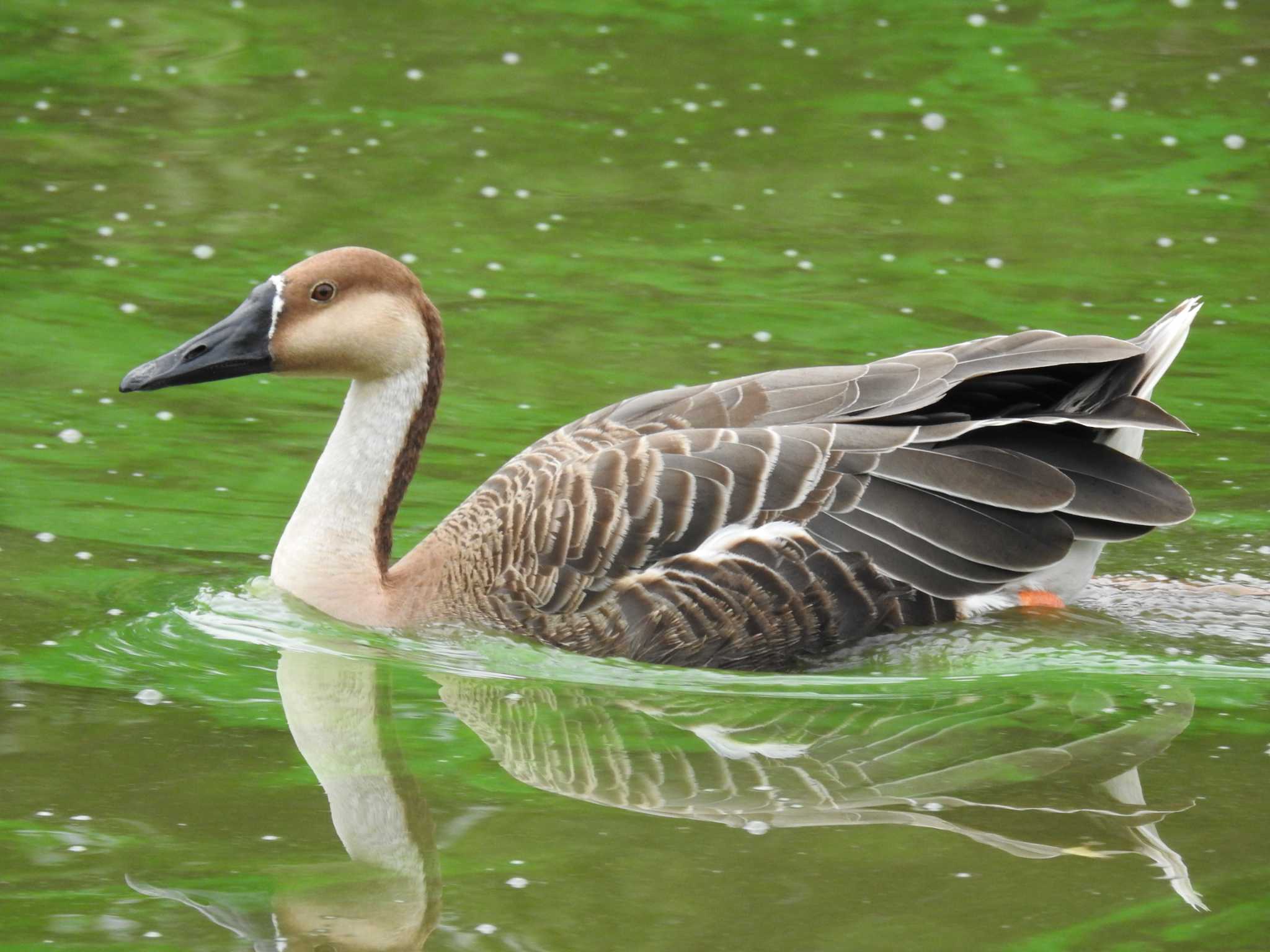 Swan Goose