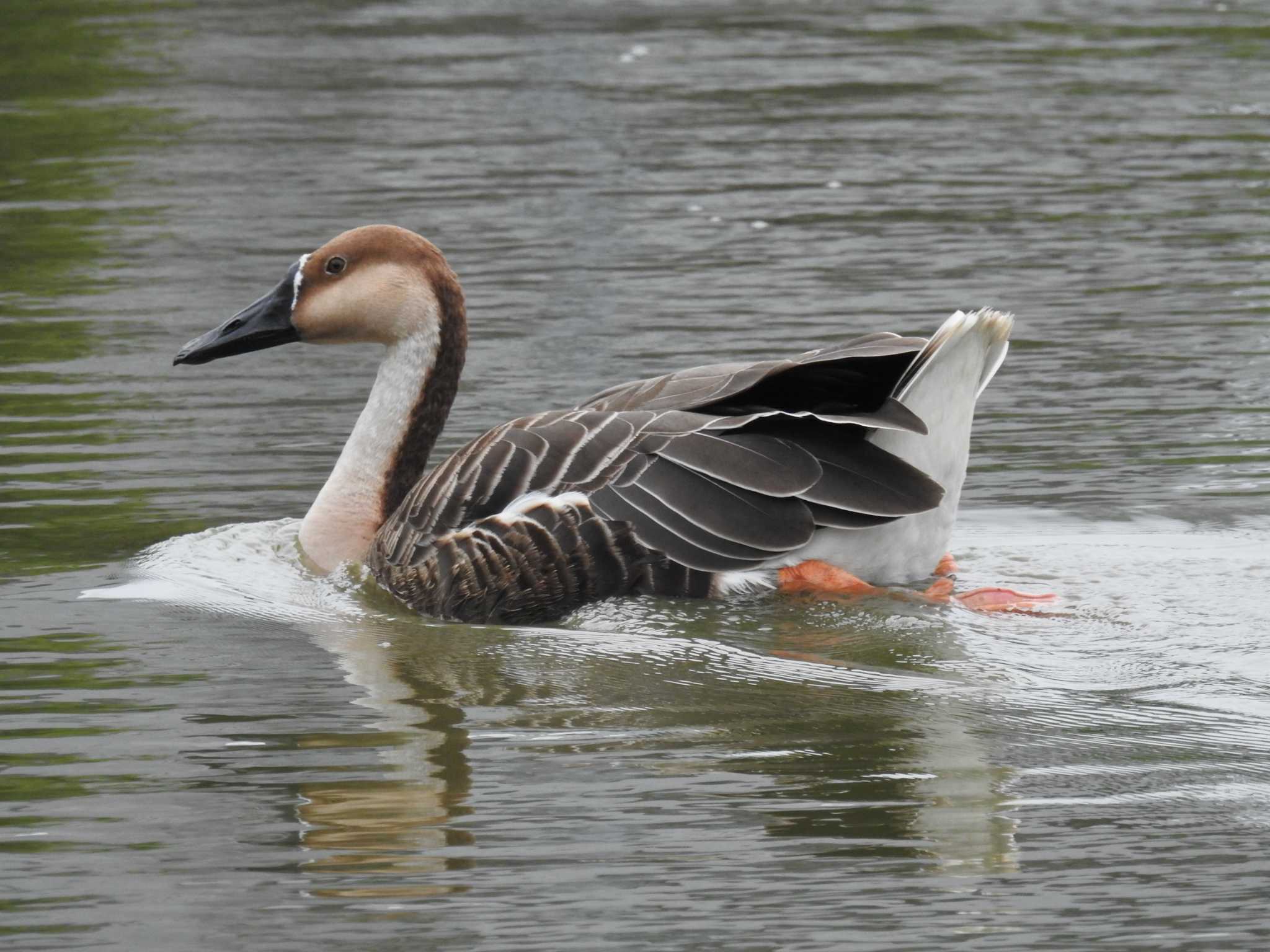 Swan Goose