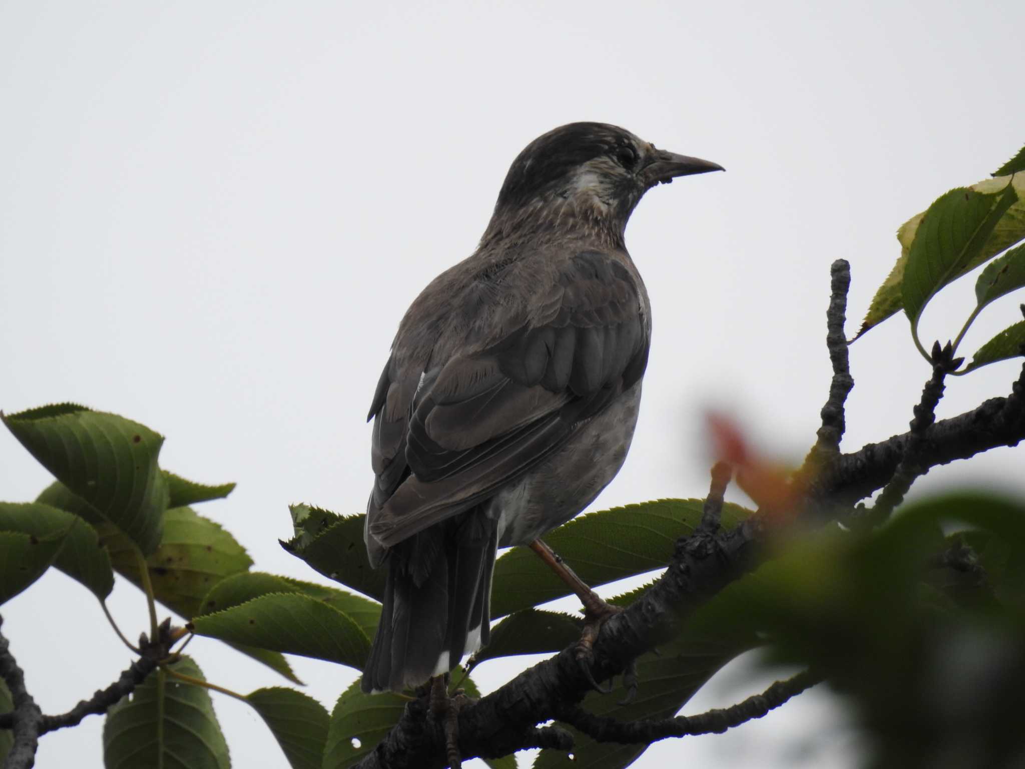 White-cheeked Starling