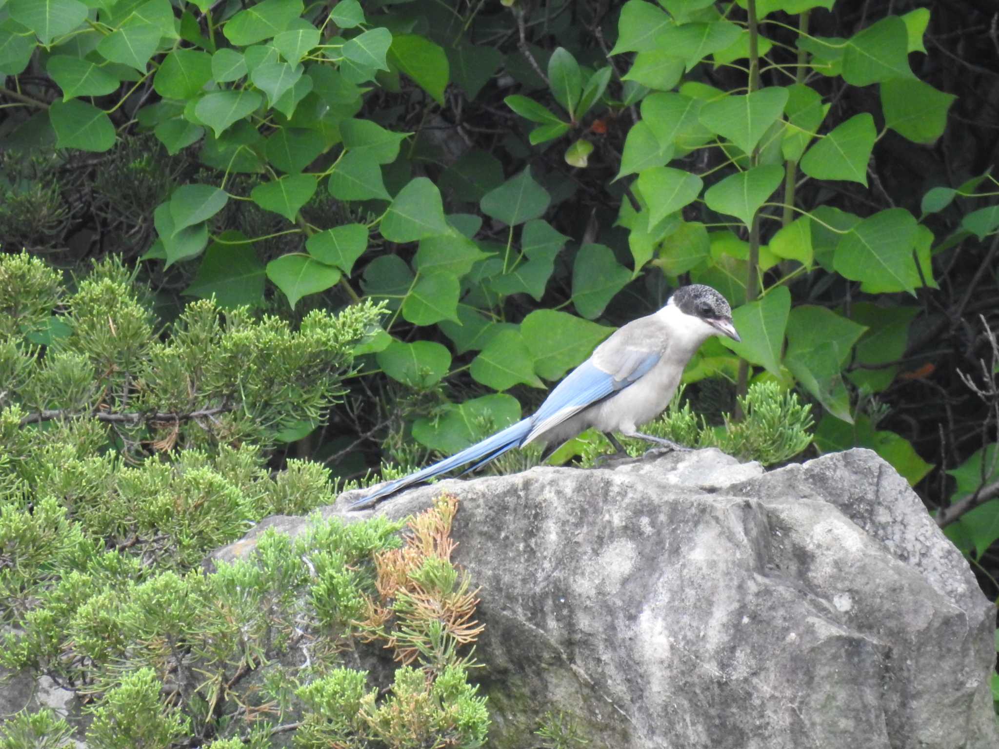 Azure-winged Magpie