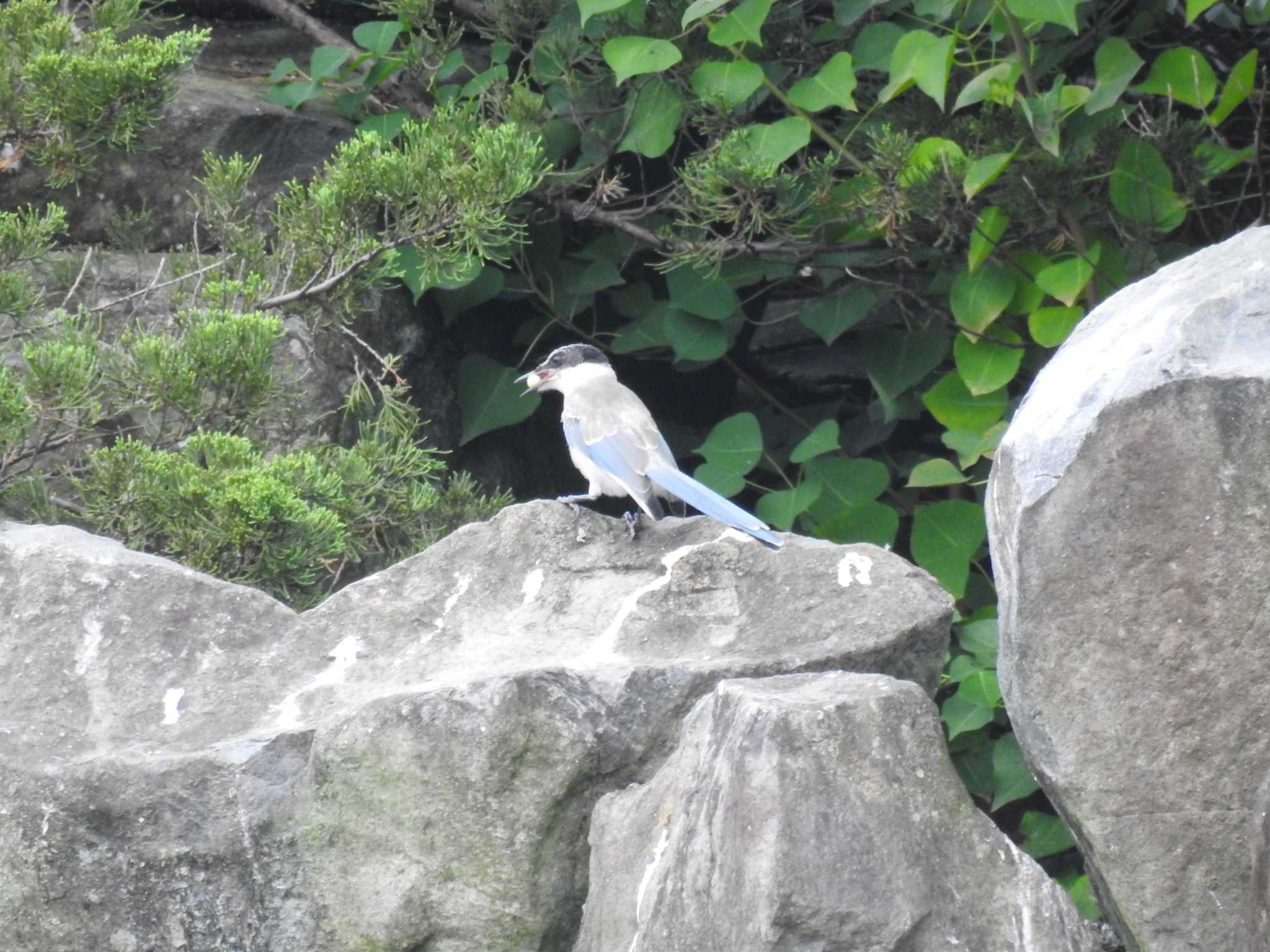 Azure-winged Magpie