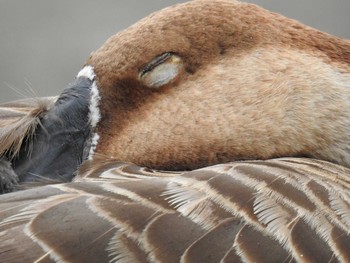 2020年8月23日(日) 大池親水公園の野鳥観察記録