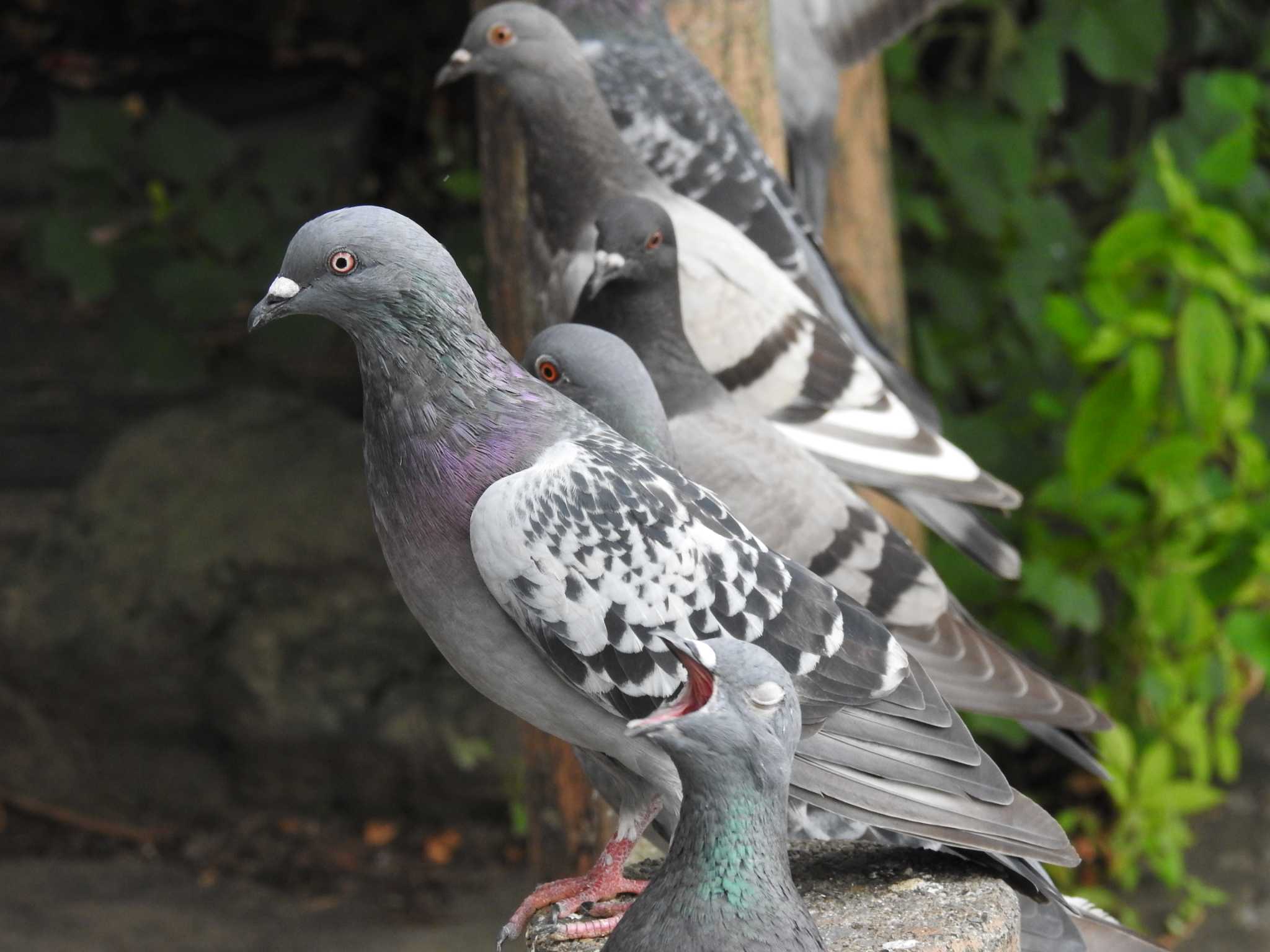 Rock Dove