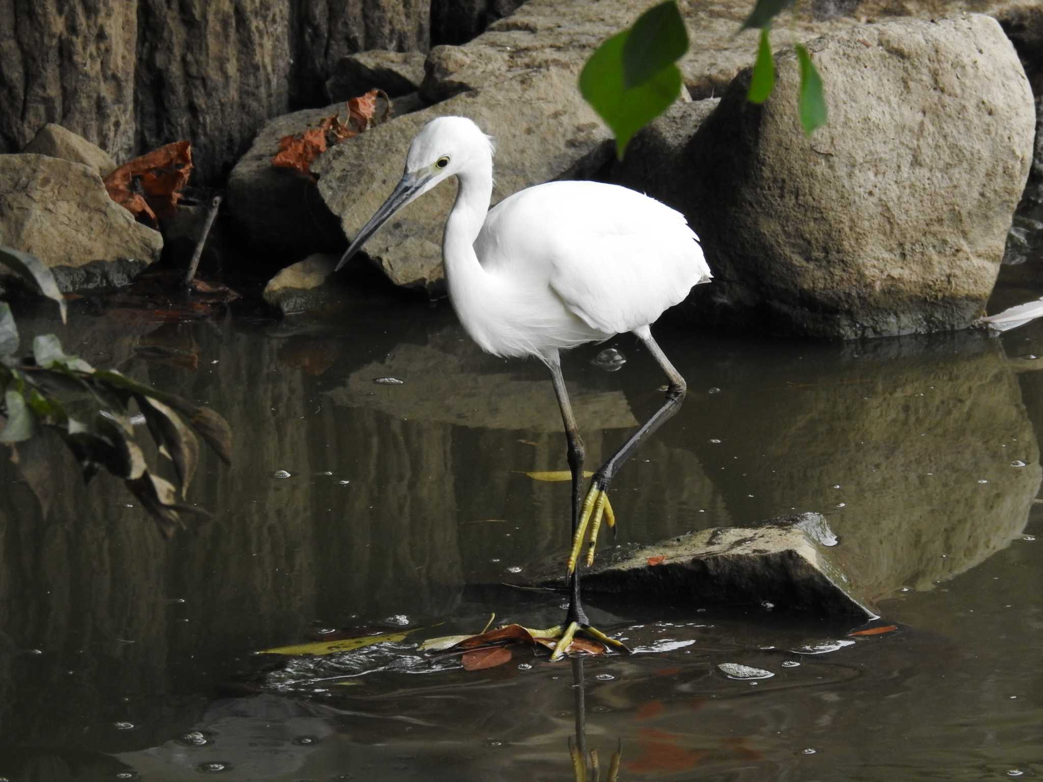 Little Egret