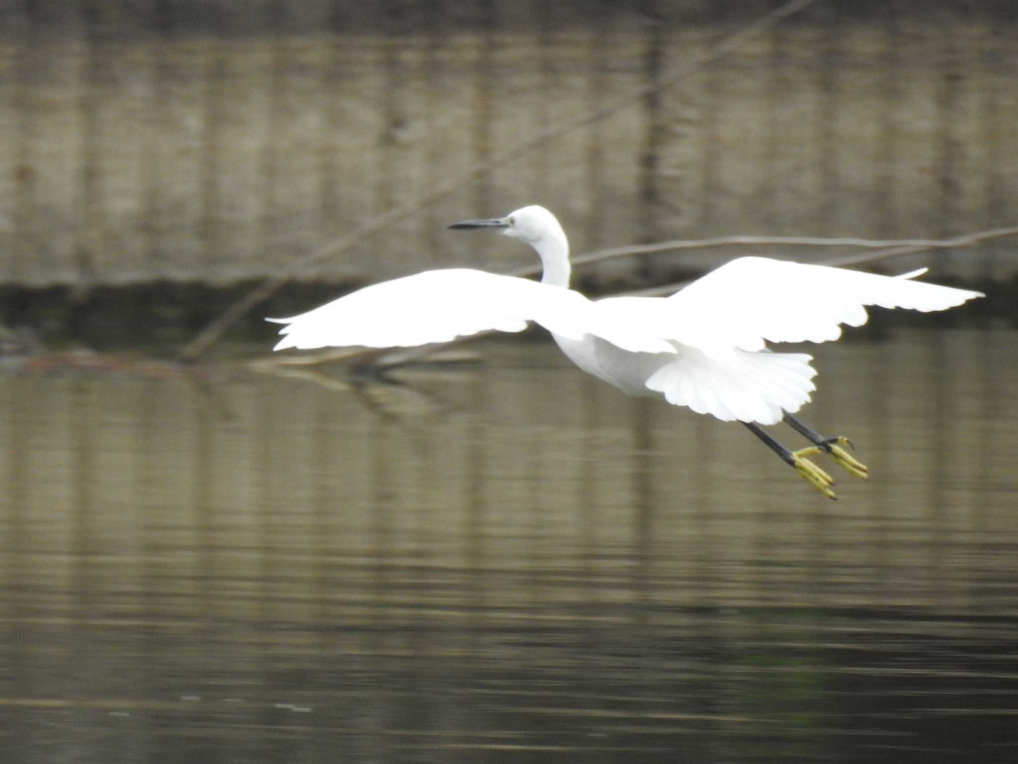 Little Egret