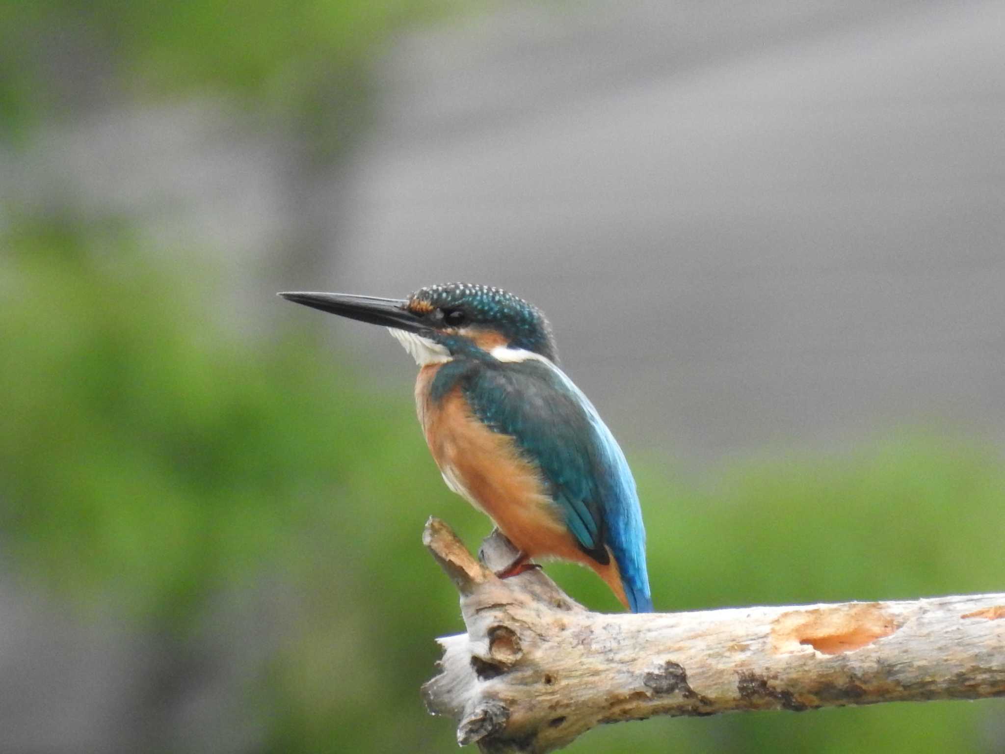 Common Kingfisher