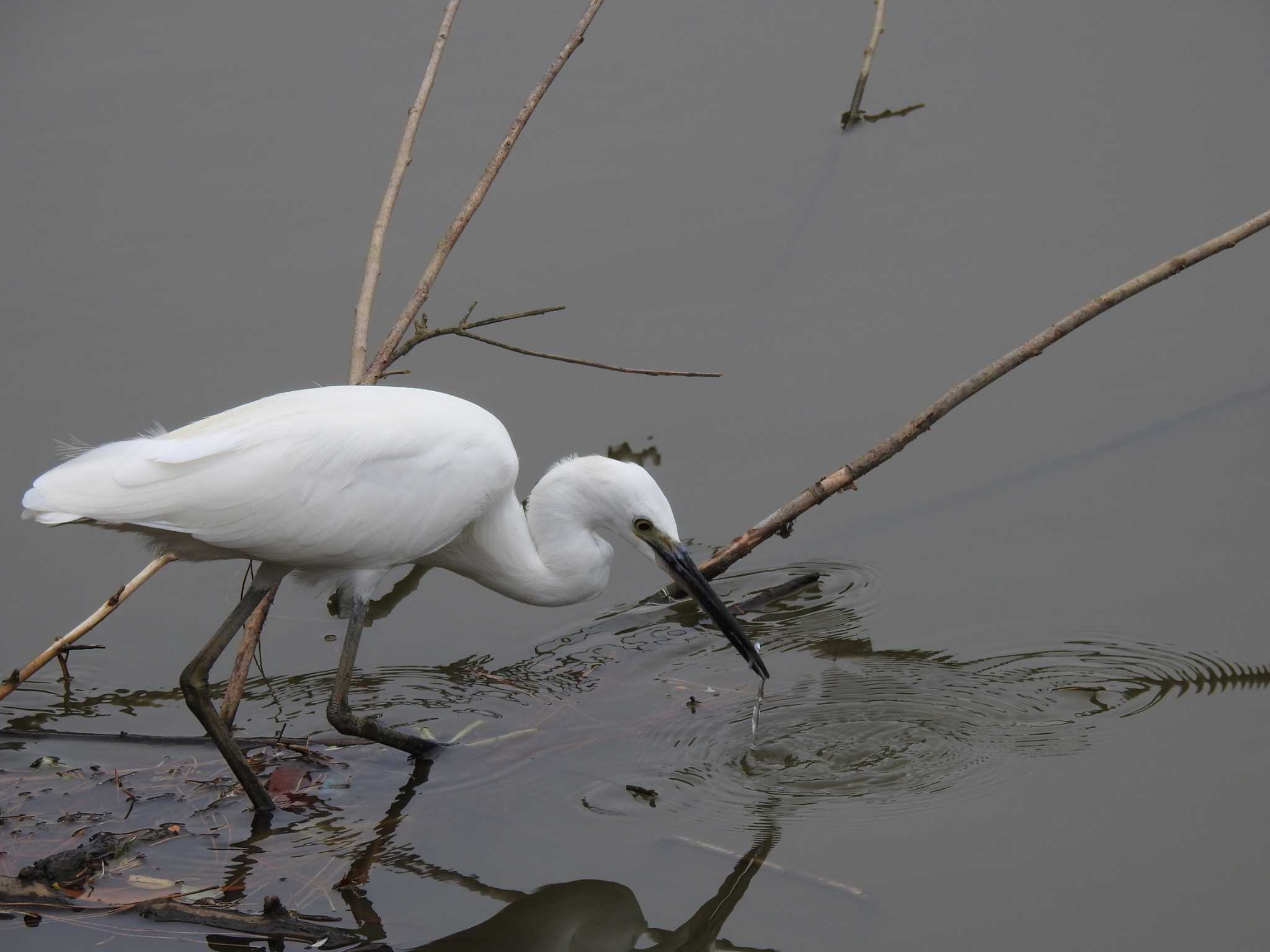 Little Egret