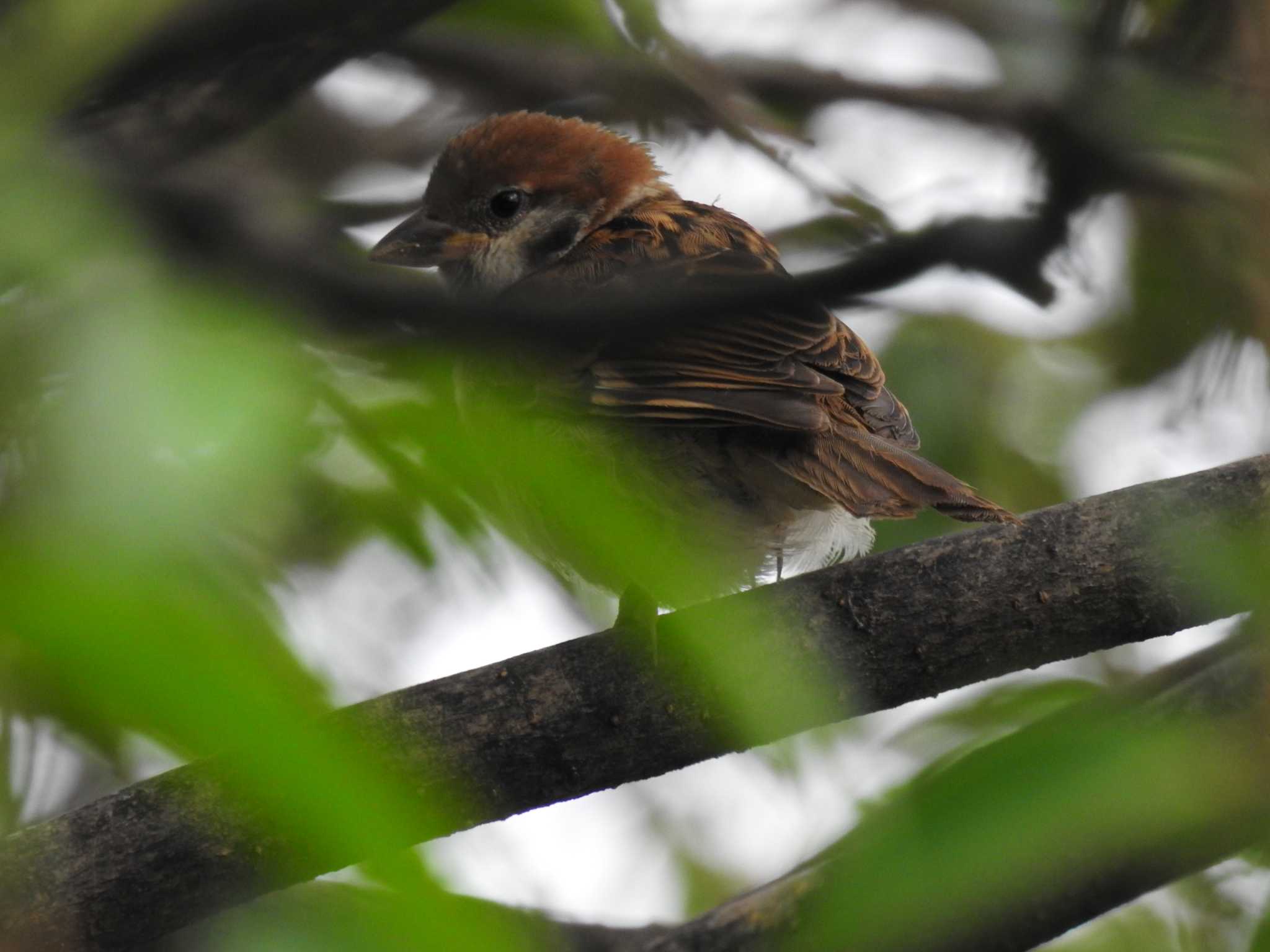 Eurasian Tree Sparrow