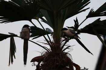 Azure-winged Magpie 深谷市 Mon, 8/24/2020