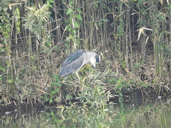 ゴイサギ 大沼親水公園 2020年8月23日(日)