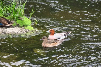 Eurasian Wigeon 柏尾川 Sat, 6/4/2016