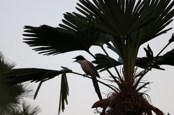 Azure-winged Magpie 深谷市 Mon, 8/24/2020