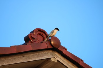 Azure-winged Magpie 深谷市 Mon, 8/24/2020