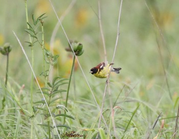 Yellow-breasted Bunting サロベツ湿原センター Thu, 7/23/2020