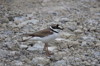 Little Ringed Plover 柏尾川 Sat, 6/4/2016